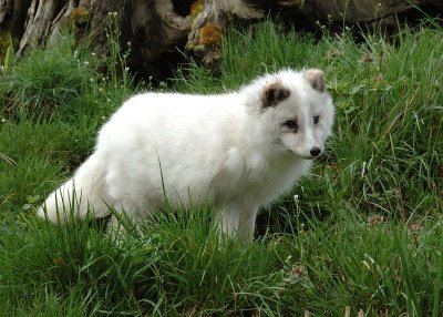 DSC_1964.jpg