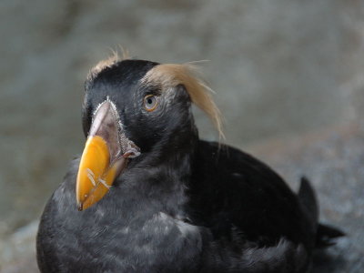 puffins