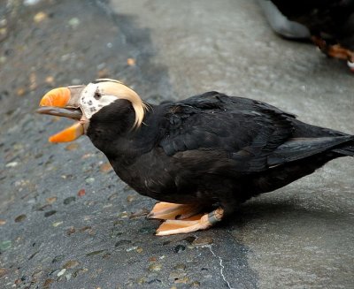 DSC_2036.jpg