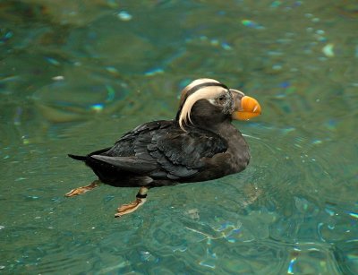 puffins