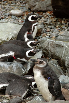 penguins