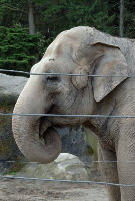 elephants