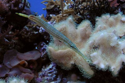 sea_life