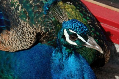 peacocks