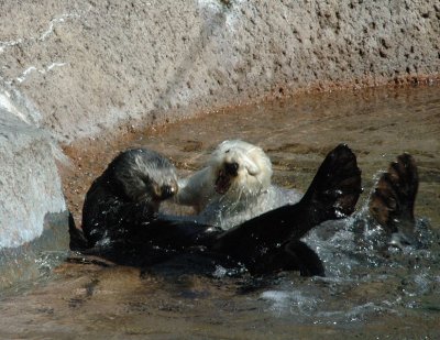 whales_walruses_seals_and_otters