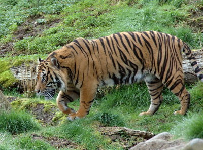 DSC_2262.jpg