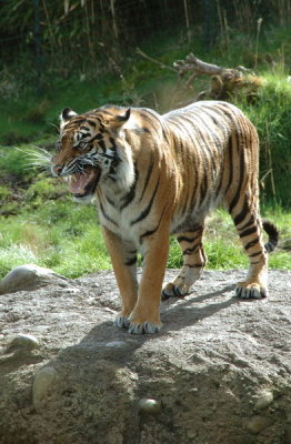 DSC_2389.jpg