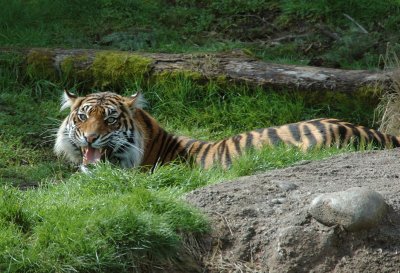 DSC_2397.jpg