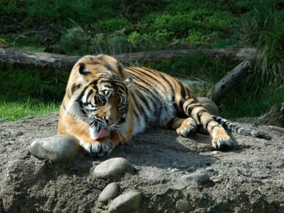 lions_tigers_and_other_big_cats
