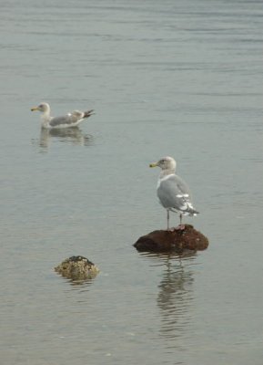 gulls