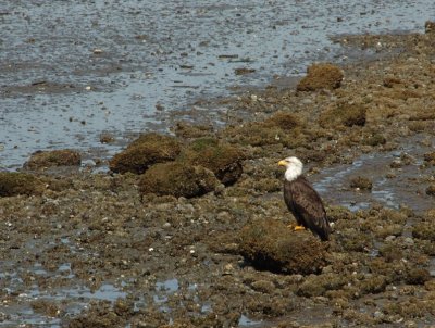 eagles