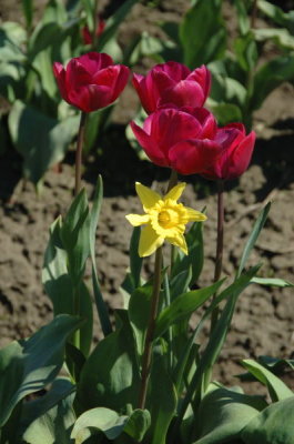 DSC_3696.jpg