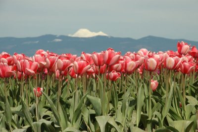 DSC_3837.jpg