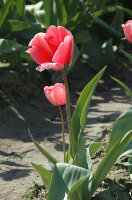 DSC_3925.jpg