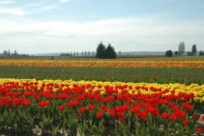 2007