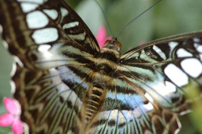 butterflies_moths_and_caterpillars