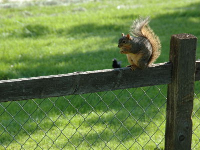 squirrels_and_chipmunks