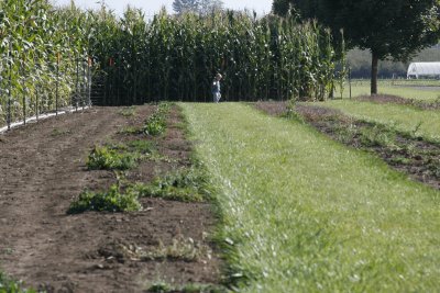 Lone Pine Farms Pumpkin Picking
