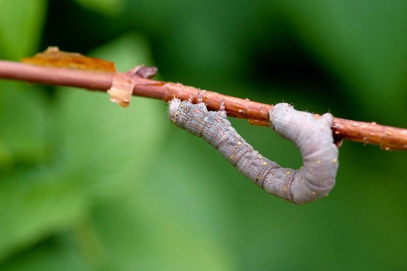 Bugs2007001.jpg