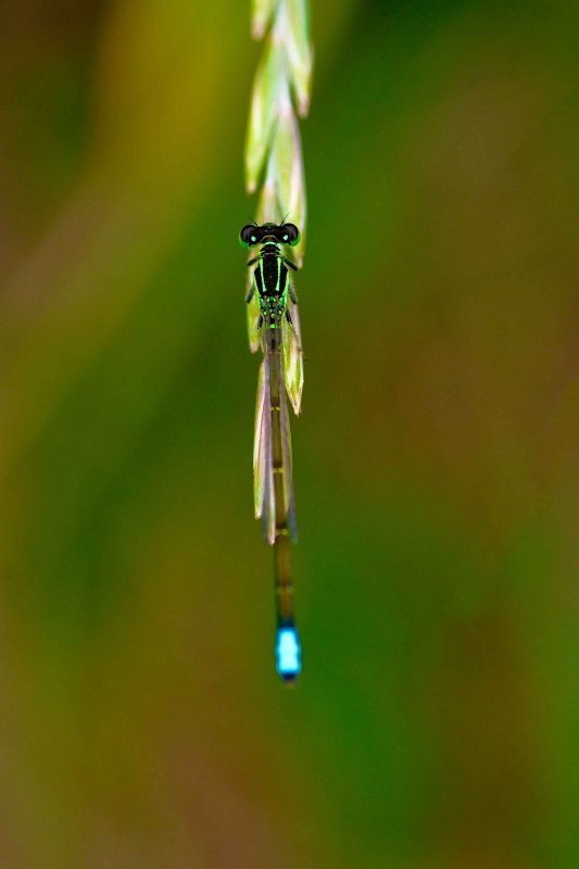 Bugs2007005.jpg