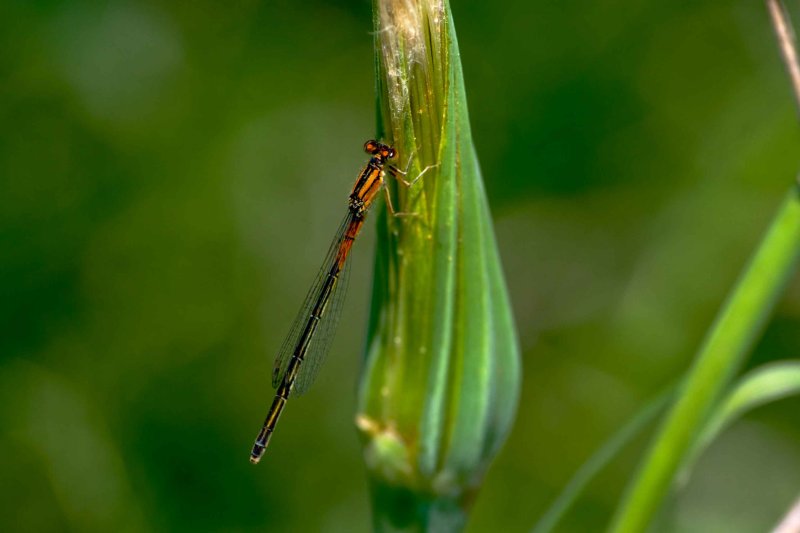 Bugs2007007.jpg