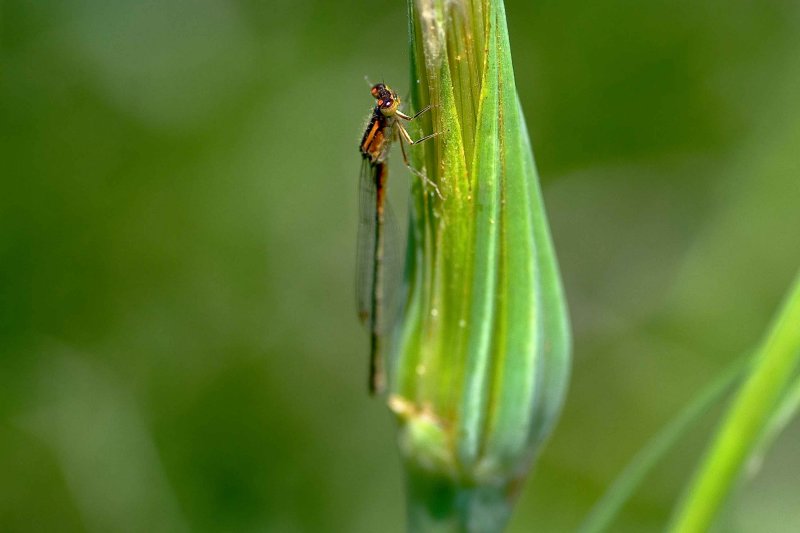 Bugs2007008.jpg