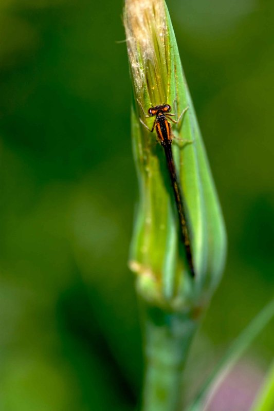 Bugs2007009.jpg