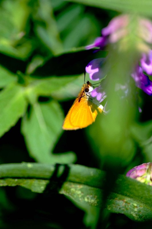Bugs2007010.jpg