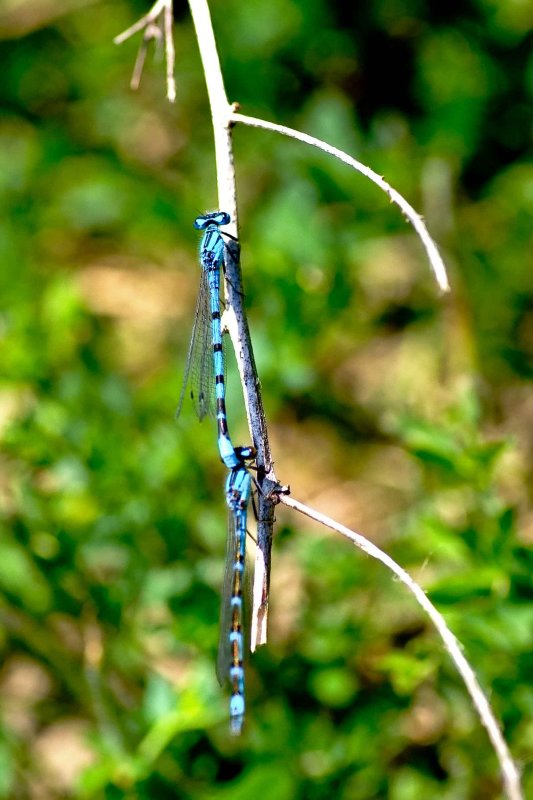 Bugs2007013.jpg