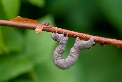 Bugs2007002.jpg