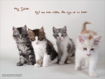 Maine Coons