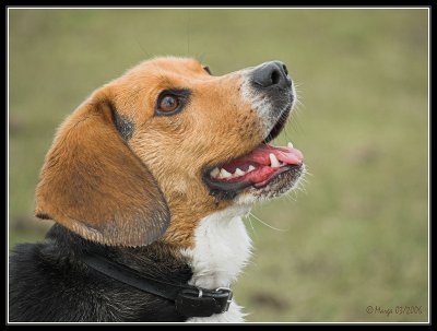 Boris - Beagle