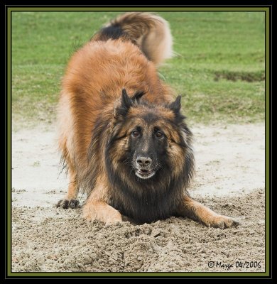 Yenko - German x Belgium shepherd