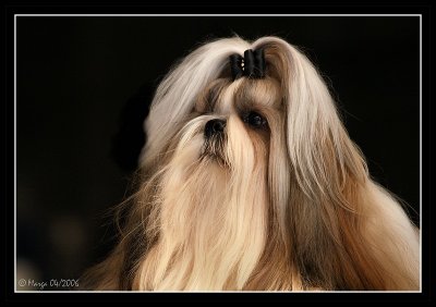 Lhasa Apso on a show in Belgium