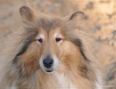 Whisper - Scottish shepherd - sable