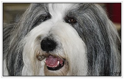 Bearded Collie