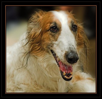 Barzoi on a show in Belgium
