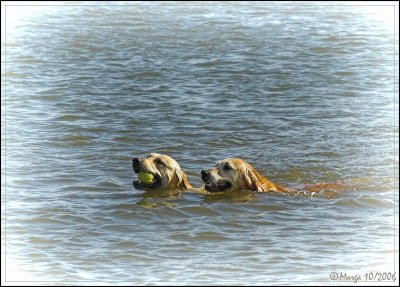 Retrievers swimming together