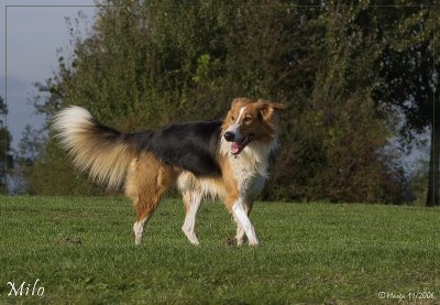 Milo - Podenco/Scottisch shepherd