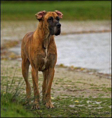 Lobbes' compagnion, died october 2007