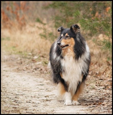 Shelley -Scottisch shepherd - tricolor