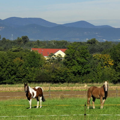 Pferde vor dem Hotel Schlossblick