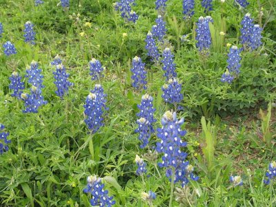 2007 Blue Bonnets in Bloom