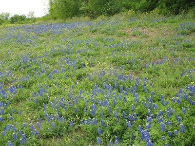 Blue Bonnets In Texas