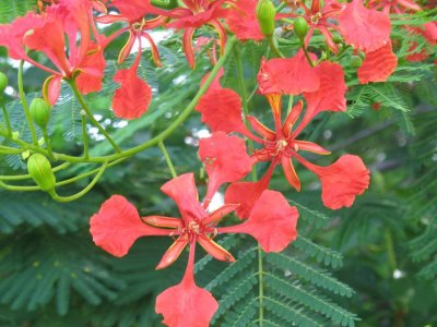 Gulmohar