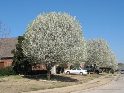 Spring Is Around The Corner, Irving
