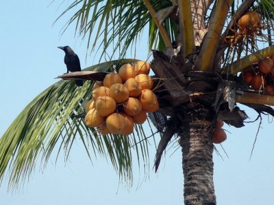 THE  CRAW  ON  THE COCCO TREE.