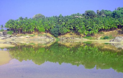 COCONUT  TREES  REFLECTIONS