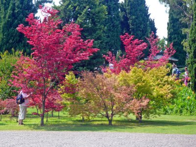 COLOURFUL  TREES