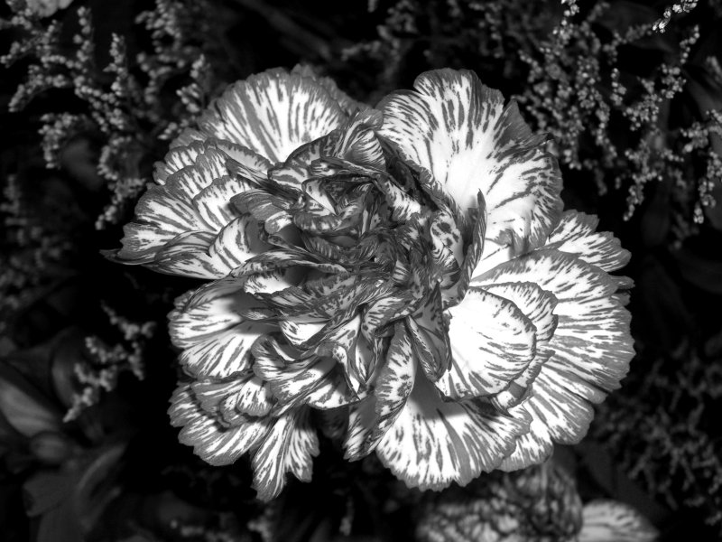 Gails Flower